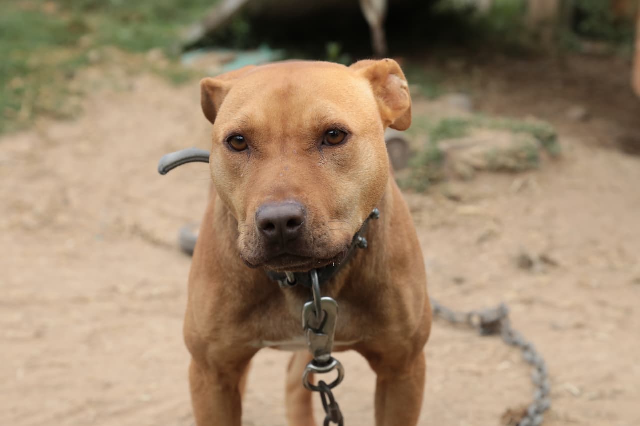Perros de pelea entrenados para matar: una cruel e ilegal actividad impulsada por jugosas apuestas