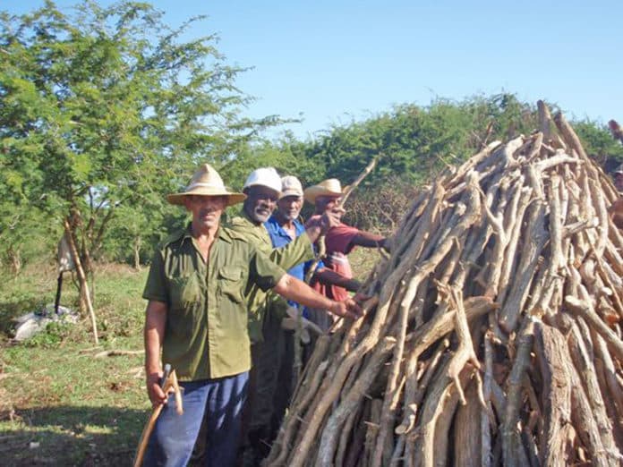 La planta de marabu ha invadido las plantaciones de azúcar inactivas de Cuba y los agricultores ahora la usan para carbón.