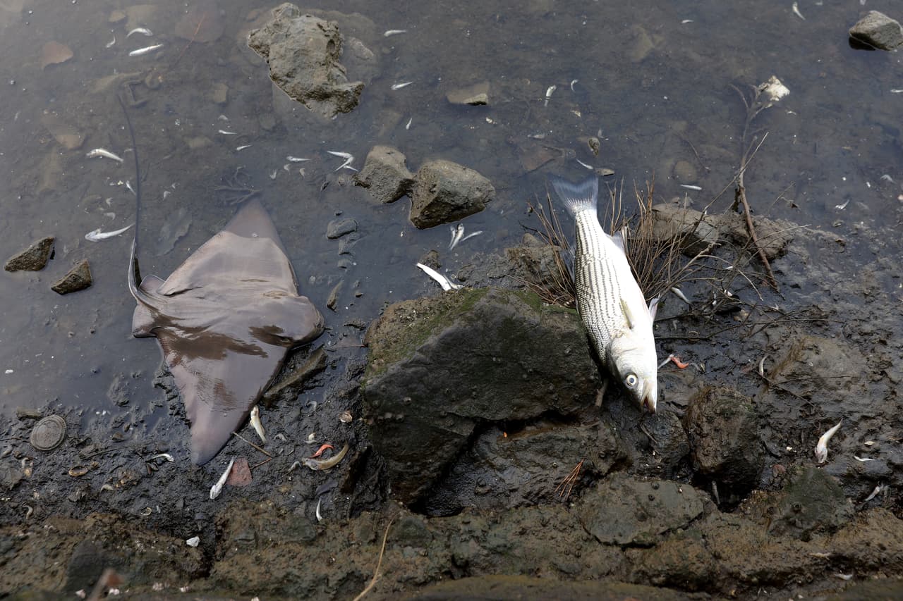 También pidió que se invierta más en el reciclaje de agua para mantener las aguas residuales fuera de la Bahía.
<br>
