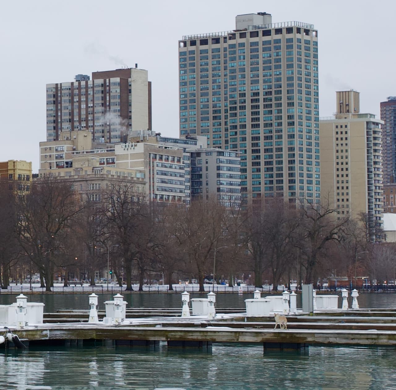Como recordaremos, en días pasados, hubo una gran conmoción en Chicago por la captura de un coyote que había mordido a un niño en el norte de la ciudad.