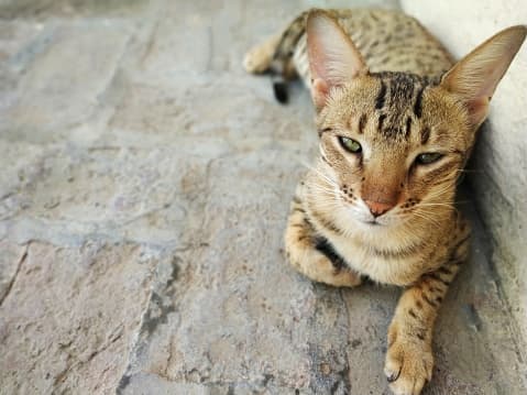 <b>Gato Savannah (50,000 dólares). -</b> Este gato se caracteriza por su gran tamaño y ser muy tranquilo. Su pelaje atigrado le da una particularidad de elegancia. Suelen ser poco sociables con otros animales. 
<br>
