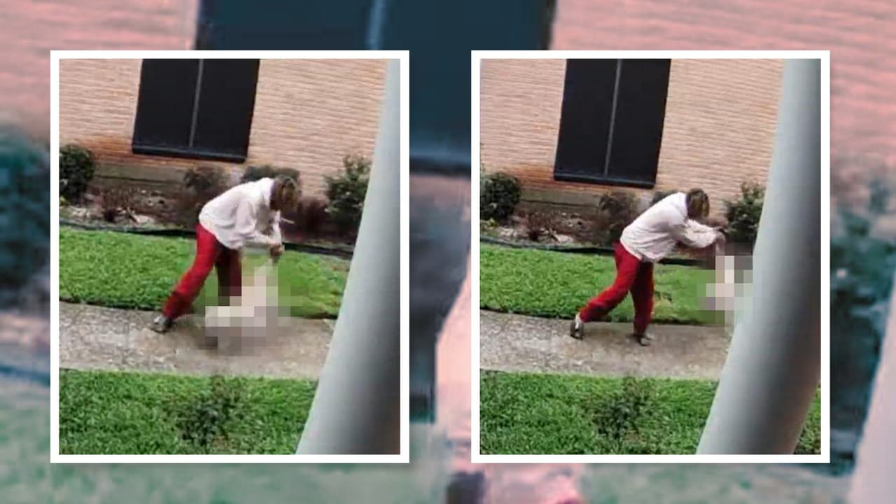 Rescatan a tres perros que eran agredidos por su dueño en Texas: vivían entre sus propias heces