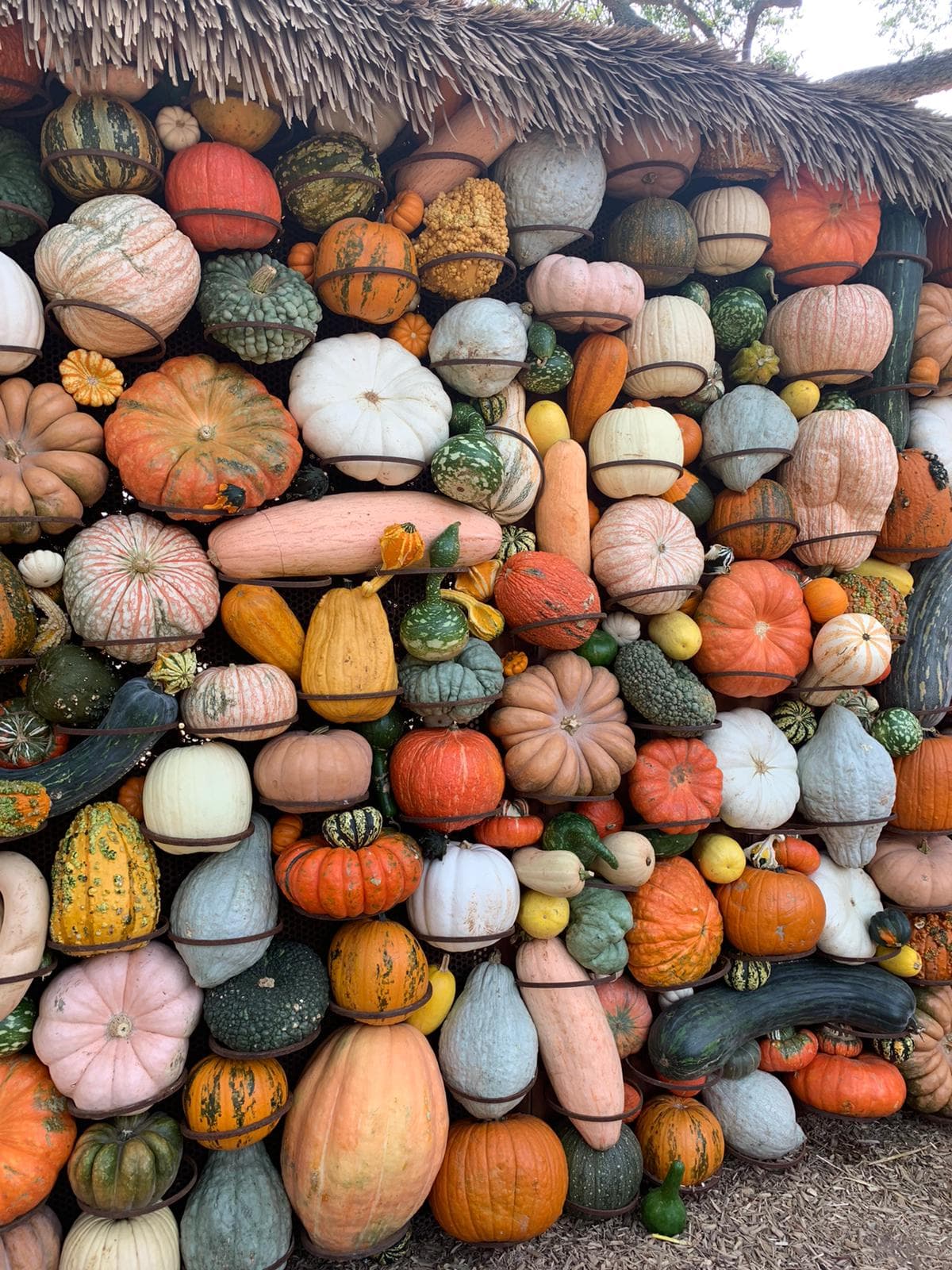 La exposición muestra una aldea de casas construidas con calabazas, que miden alrededor de 20 pies de altura.
<br>