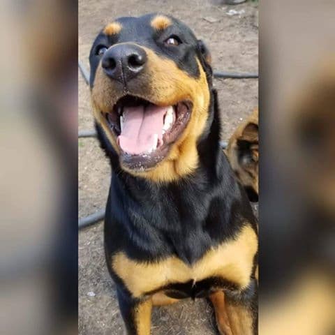 Eduardo quiso mostrar a su perra.