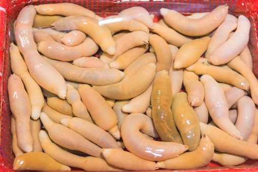 'Peces pene' invaden playa del norte de California