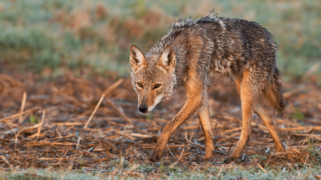 Que los coyotes y humanos cohabiten: la ciudad de Dallas anuncia su nuevo plan