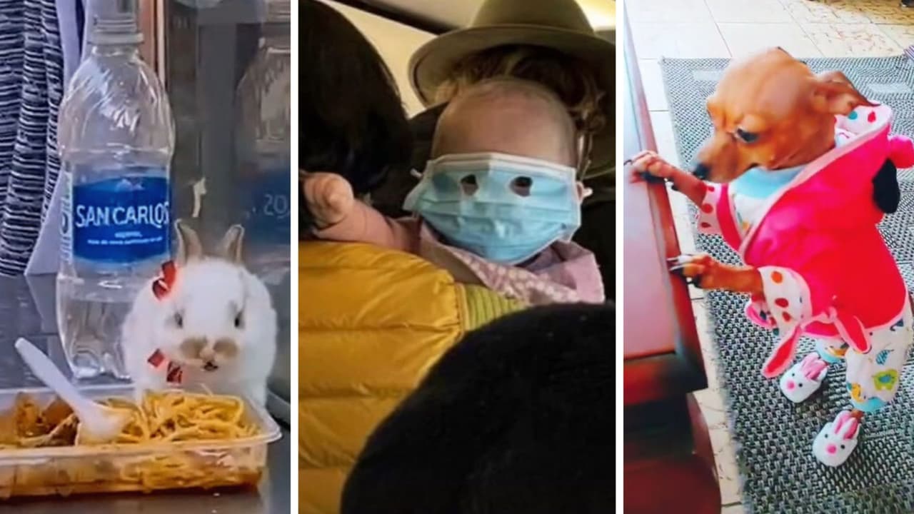 '¿Qué es eso?': el audio que se hizo tendencia en TikTok y muestra las cosas más extrañas