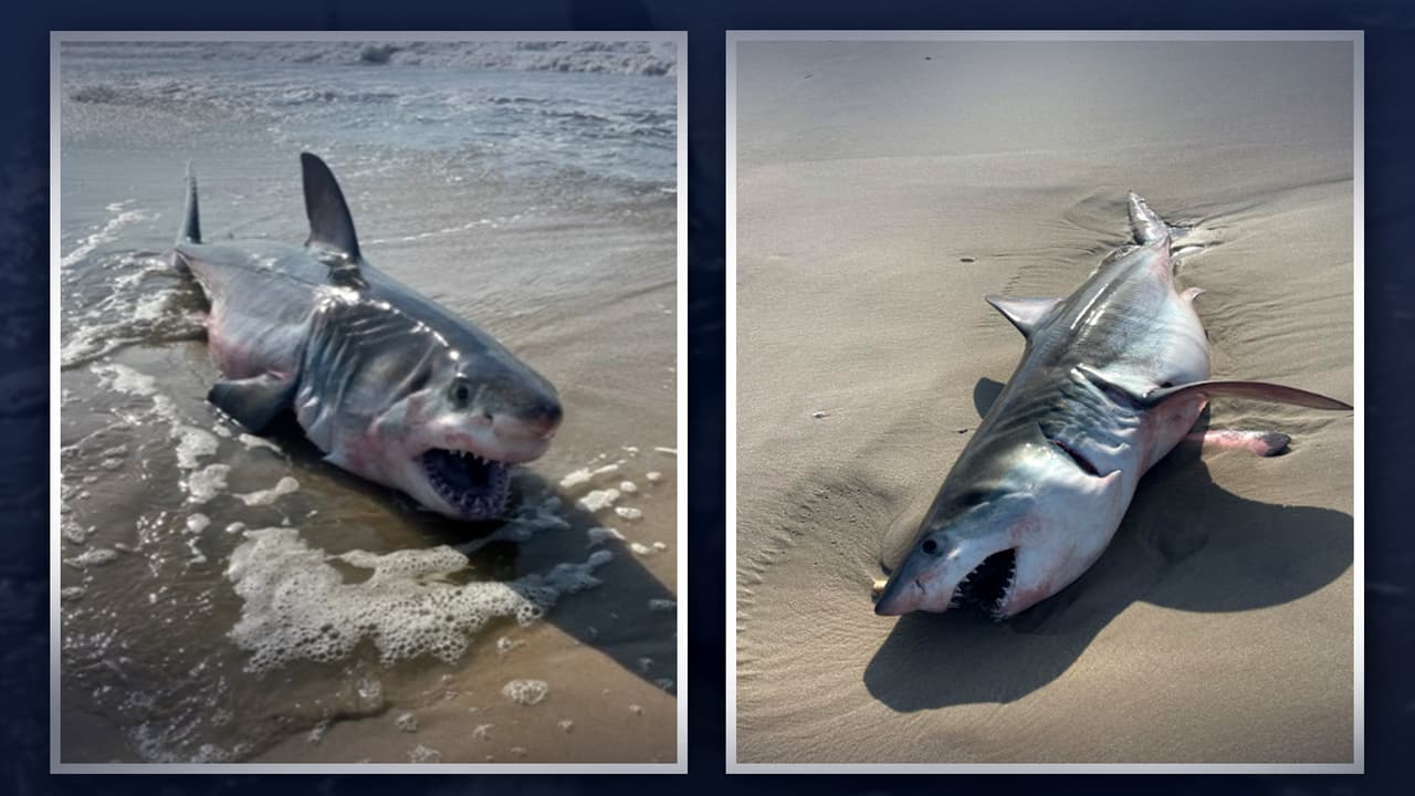Un tiburón blanco sin vida, de 8 pies de largo, fue visto en Quongue, Long Island