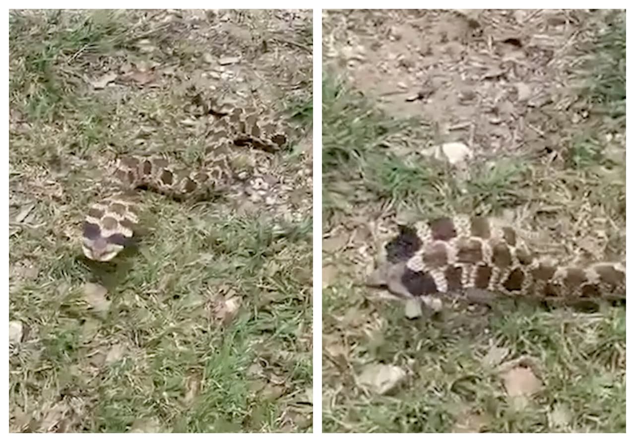 ¿Una "serpiente cobra" en Texas?: Parece peligrosa, pero no lo es