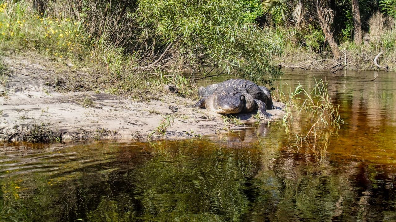 Mujer muere tras ataque de caimán en un río de Orlando; sufrió heridas severas en ambos brazos
