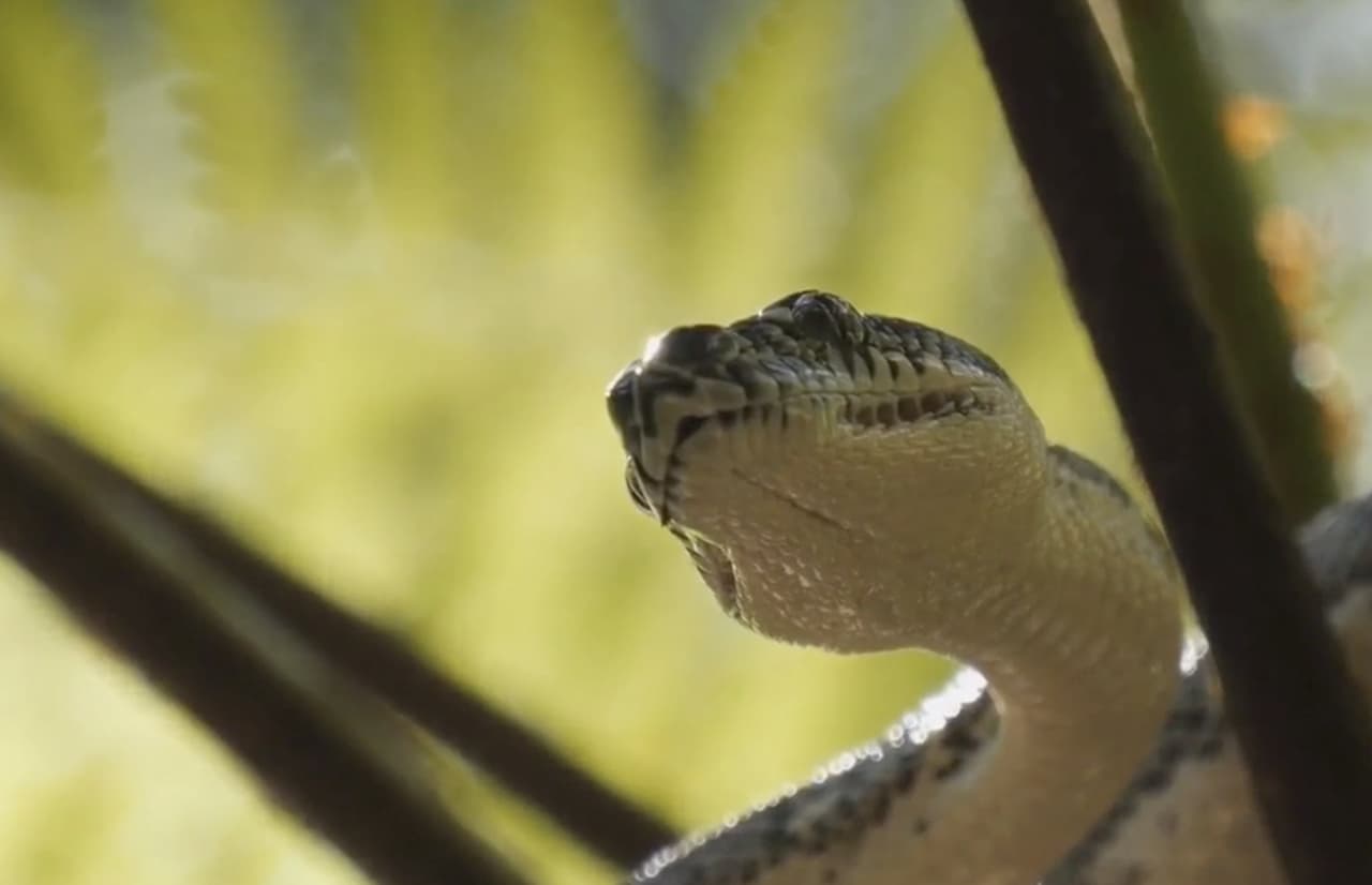 Si llega a ser mordido por una serpiente mantenga la calma, quítese los relojes, anillos, etc., que pueden restringir la zona de la hinchazón y transporte a la víctima al centro médico más cercano, recomienda el Departamento de Pesca y Vida Slavaje de California.
