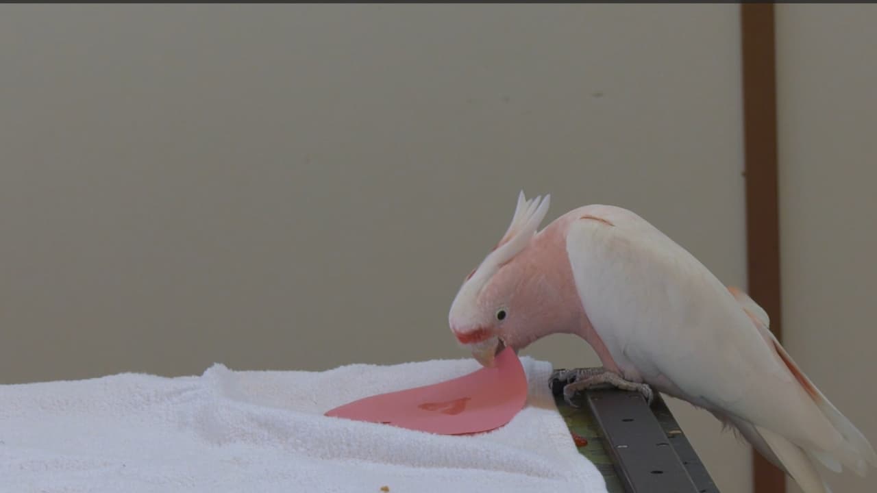 Jasper, una cacatúa rosa del zoológico de Brookfield, parecía disfrutar tirando sus recortes de papel en forma de corazón al suelo en lugar de comerse las rodajas de fresa que recibió para celebrar el Día de San Valentín.