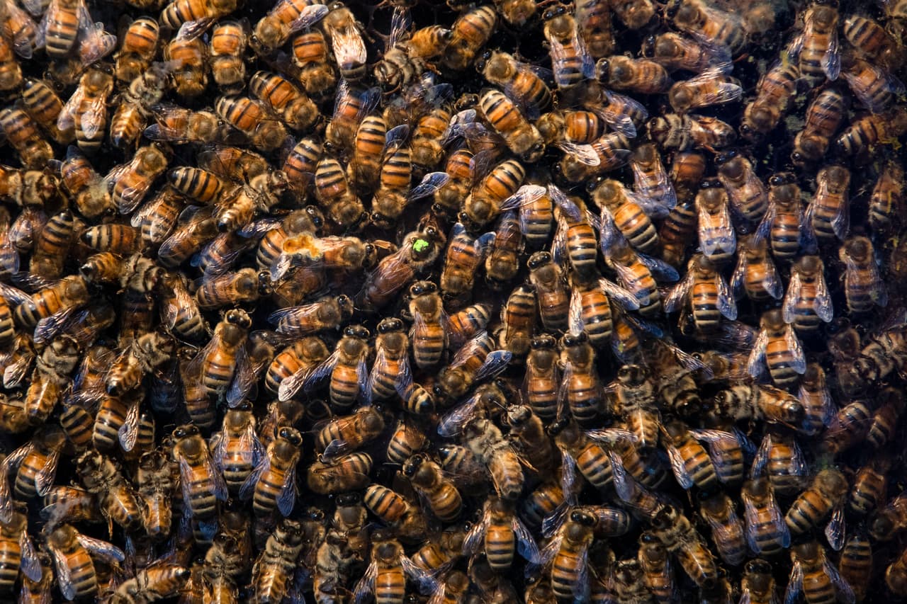 Un “monstruo” se escondía en el cuarto de la niña y hacía ruidos en las noches: era una colmena de más de 50,000 abejas