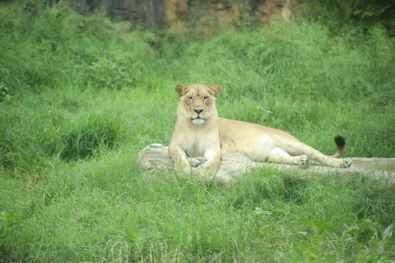 Zoológico de San Antonio anuncia vacunación contra el covid-19 en los animales 