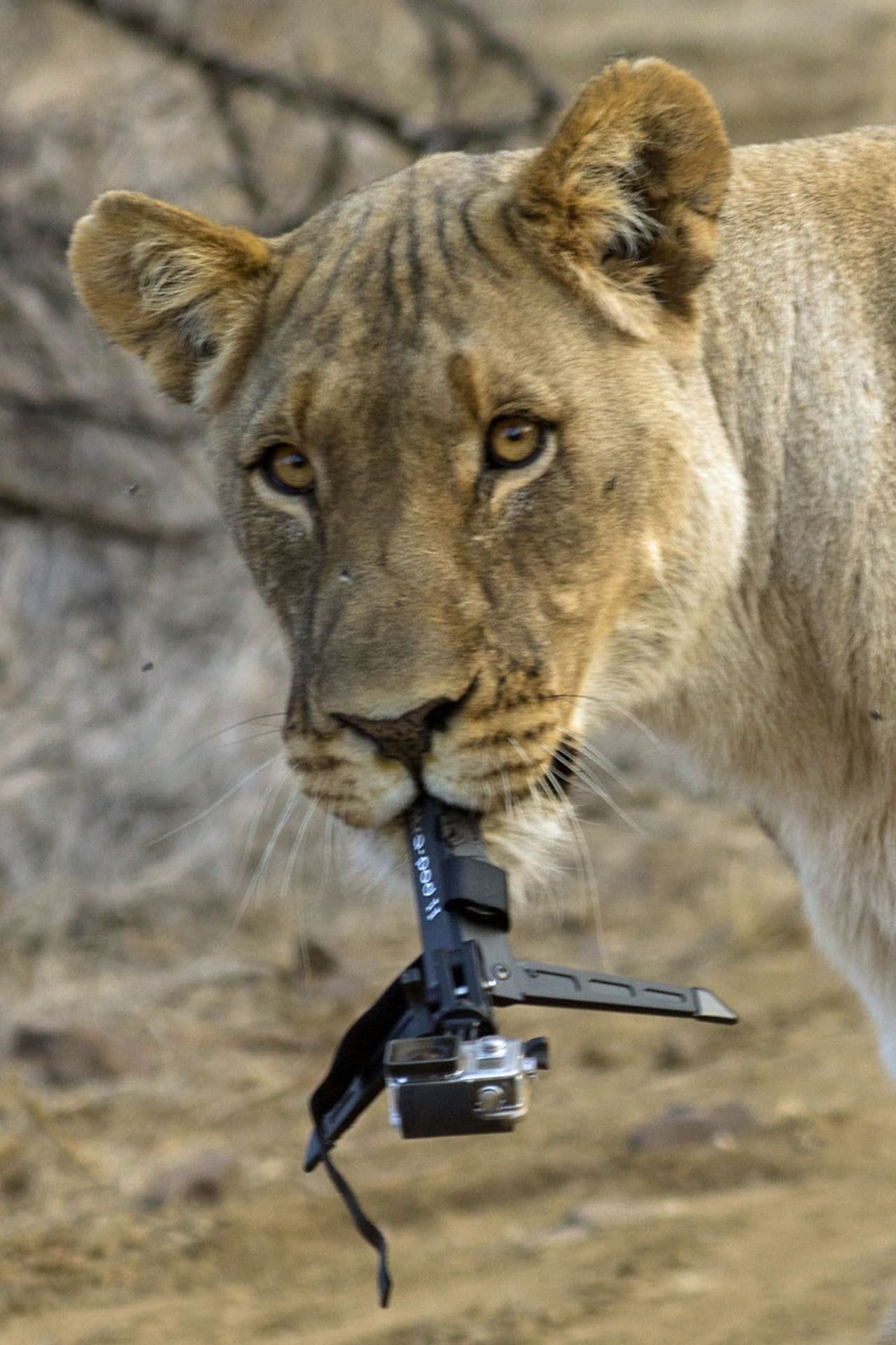 Al menos el fotógrafo aprendió que nunca debes confiar en la curiosidad del gato. ¡O de la leona!