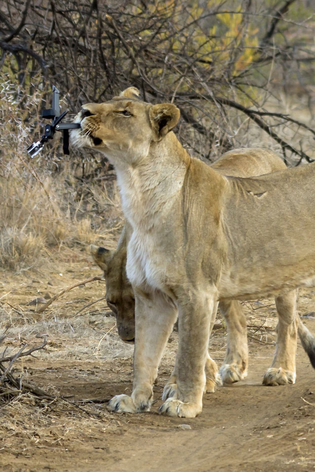 Sin embargo, su trabajo esta vez fue frustrado por una inteligente y curiosa leona.
