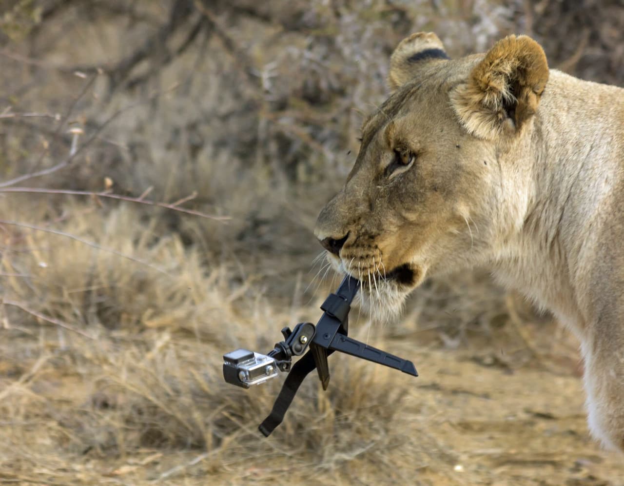 La GoPro terminó muriendo en el hocico de la protectora y curiosa leona.