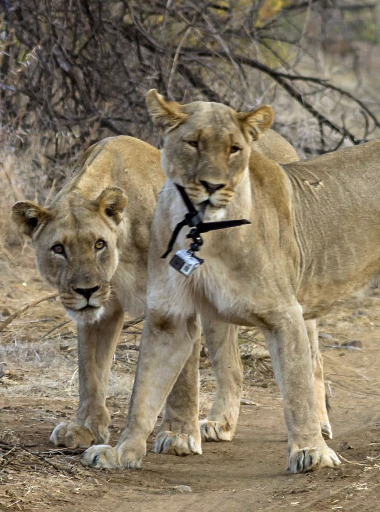 Ella fue directamente sobre la GoPro del fotógrafo, quien simplemente no pudo hacer algo para arrebatársela.