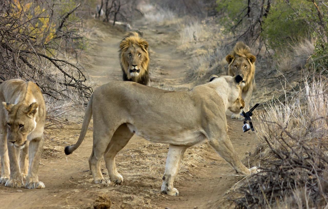 La leona la mordió, olió, babeó, pisó y revolcó por el piso, buscando qué es lo que hacía aquella curiosa cosa.