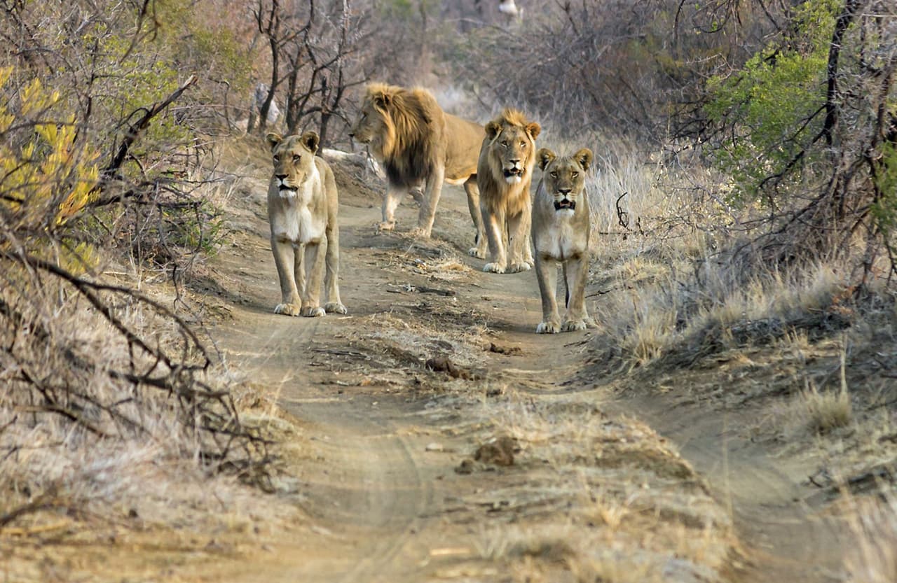Pasa horas colocando las cámaras y cuidando la luz suficiente.
