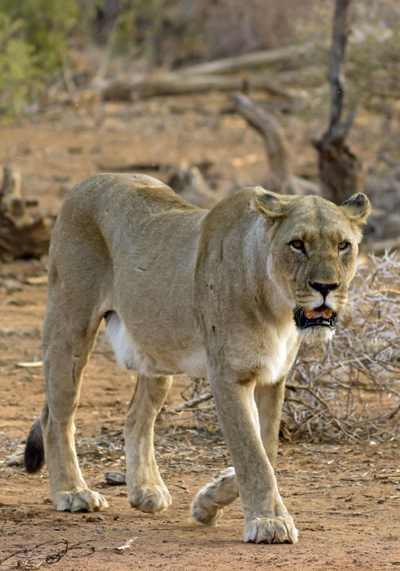 Justin Glanvill tiene mucha experiencia retratando animales salvajes en su hábitat.