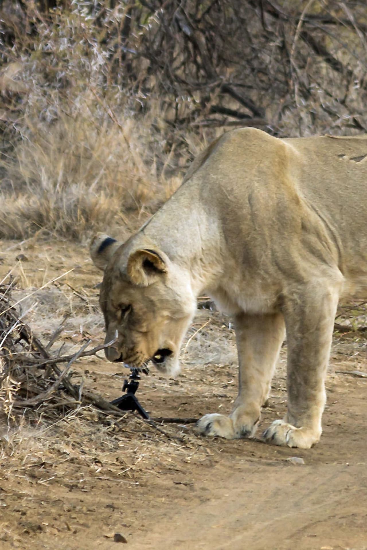 Su siguiente objetivo era hacer una serie de fotos de ‘close-up’ a un grupo de leones.
