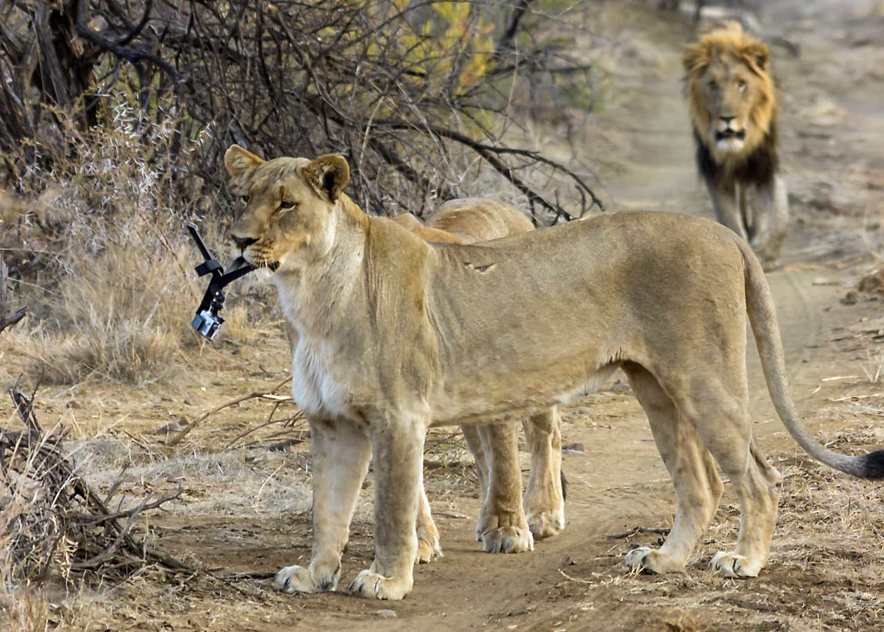 Una malévola y traviesa leona arruinó una serie de fotografías.