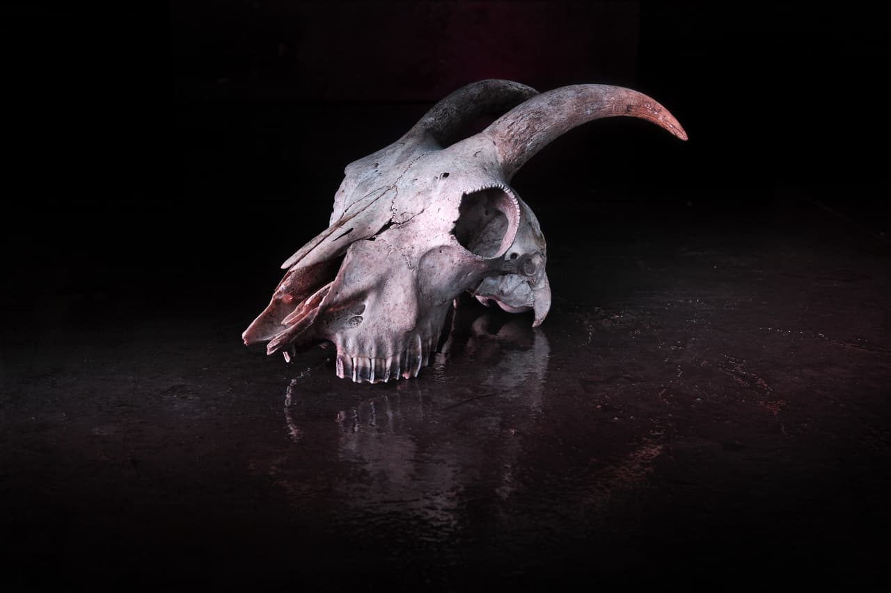 ¿De dónde surgieron esos elementos que hoy vemos decorar las casas durante las fiestas de Halloween y cuál es su relación con los signos zodiacales? ¿Cómo las asociaban?