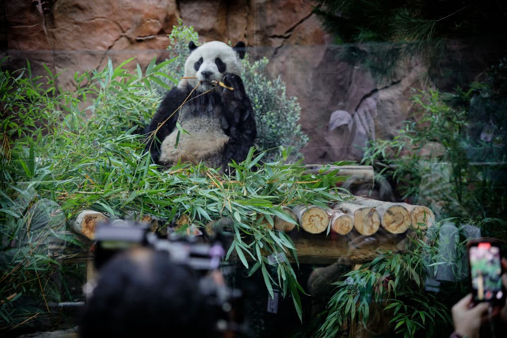 Curiosamente, la madre de Yun Chuan, Zhen Zhen, nació en el zoo de San Diego en 2007.