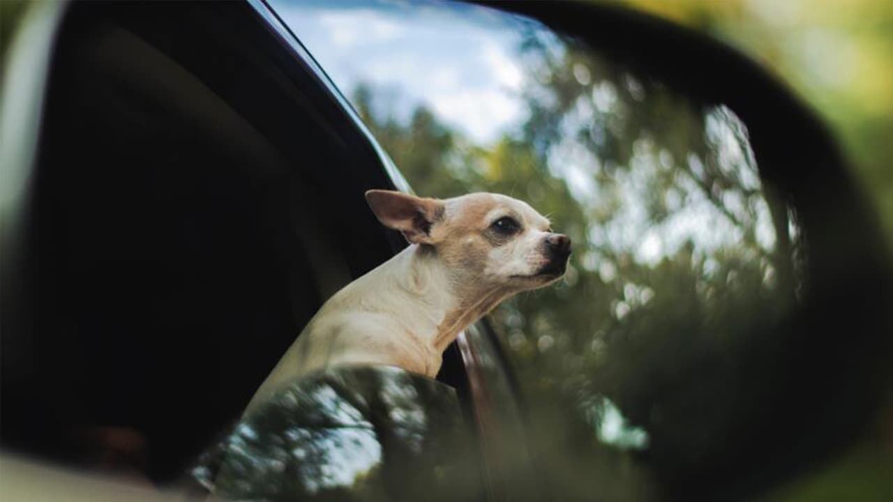 <b>No te excedas con el aire acondicionado</b>
<br>Utilizar el aire acondicionado en tiempo de calor 
<b>disminuye la potencia del auto y pone más trabajo sobre el motor</b>. Sin embargo, al conducir 
<b>en autopista es mejor utilizar el aire que bajar las ventanillas,</b> pues la tracción del aire también genera más consumo de combustible.