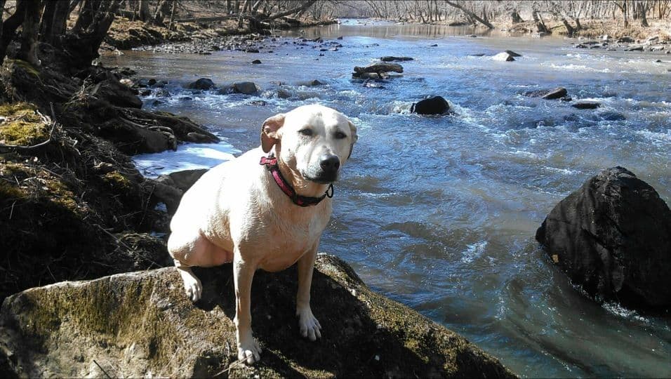 Este entorno es popular entre pescadores, observadores de aves y fotógrafos por igual. El parque ofrece muchas oportunidades recreativas a solo minutos de los servicios de la ciudad y es uno de los parques estatales a lo largo del sendero estatal Mountains-to-Sea que se puede visitar junto a tu mascota.