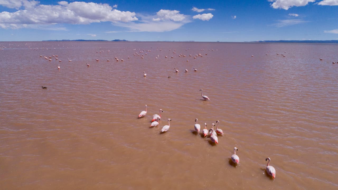 Con el regreso de las aguas, volvieron algunos flamencos andinos y patos que se vieron forzados a migrar a otros lagos altiplánicos con la desaparición del Poopó.