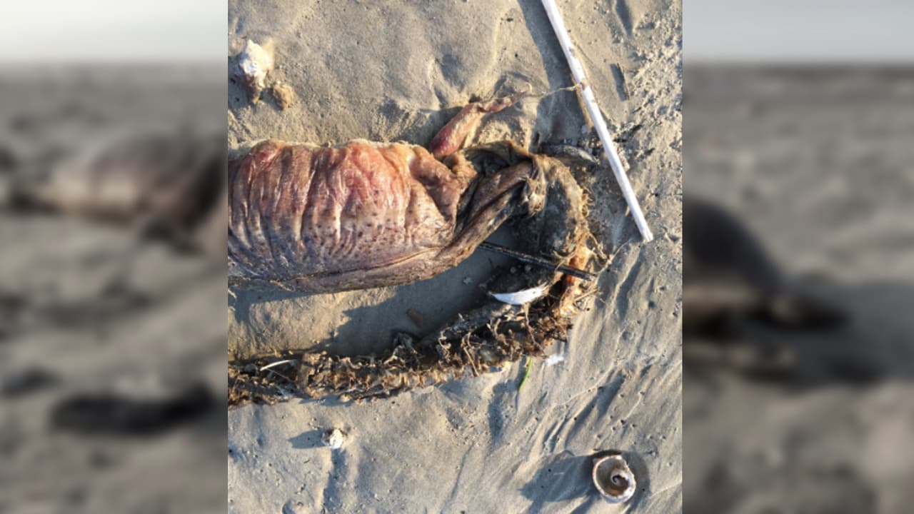 El doctor Kenneth Tighe, experto en anguilas del Museo de Historia Natural del Smithsonian, cree que la criatura es una anguila-serpiente con colmillos, cuyo nombre científico es Aplatophis chauliodus y traducido a castellano sería algo como 'serpiente terrible".