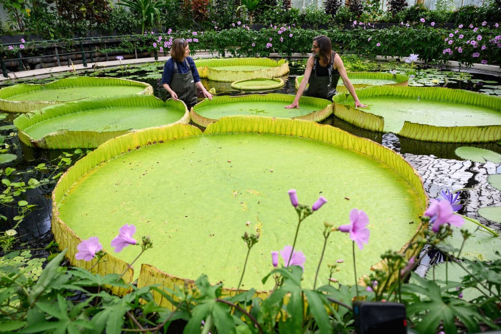 Los nenúfares gigantes descubiertos en Londres, los más grandes del mundo.