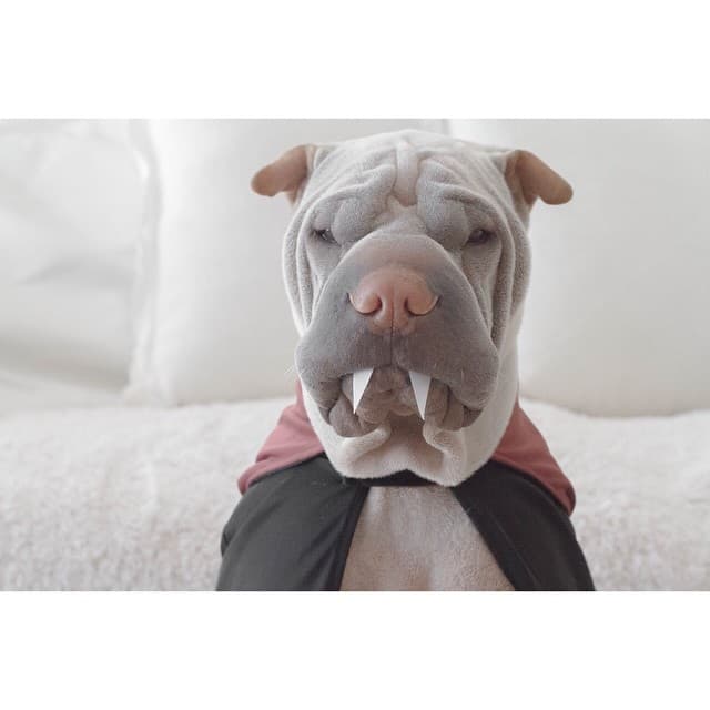 Este perro es inmortal.