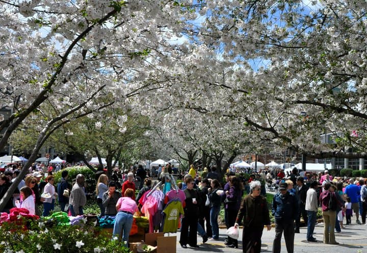 <b>International Cherry Blossom Festival</b>
<br>
<b>Fechas</b>: 15 al 24 de marzo 
<br>
<b>Lugar</b>: Macon
<br>
<b>Sitio web</b>: 
<a href="https://cherryblossom.com/">https://cherryblossom.com/</a> 
<br>
<br>Los 350.000 cerezos Yoshino de la ciudad le han valido el título de “Capital mundial de los cerezos en flor”. Durante las últimas tres décadas, el festival ha pasado de ser un evento de fin de semana a 10 días de desfiles, música en vivo y fuegos artificiales.