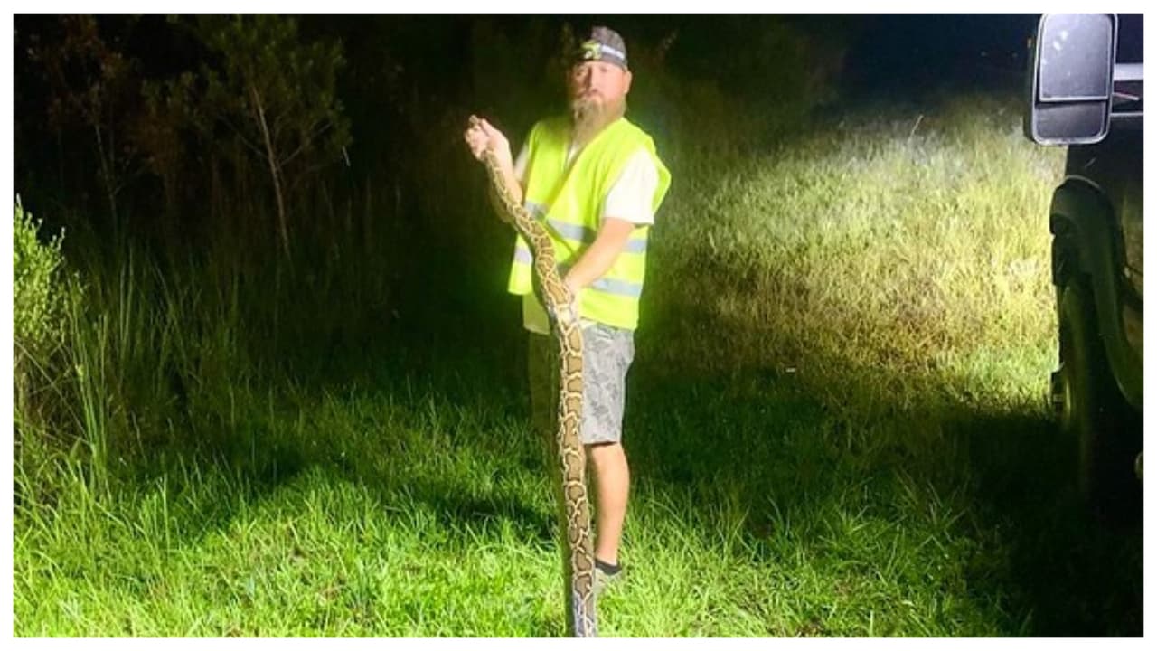 El cazador de Florida Ronald Kiger se ganó $10,000 al eliminar 20 pitones birmanas en 10 días.