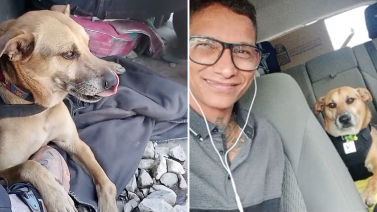 Venezolano cuenta cómo logra traer a su perro ‘Firulais’ desde Colombia hasta Dallas, Texas