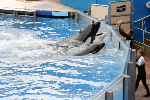 Tilikum, de seis toneladas, impactó al mundo cuando mató a su entrenadora en plena función, atrápandola en su boca y ahogándola.