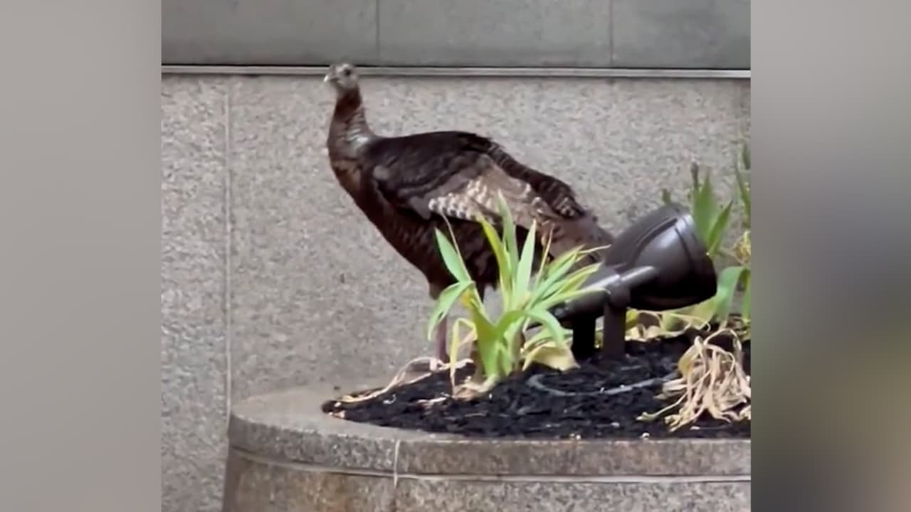 Astoria, el pavo salvaje que puedes encontrar por las calles de Manhattan