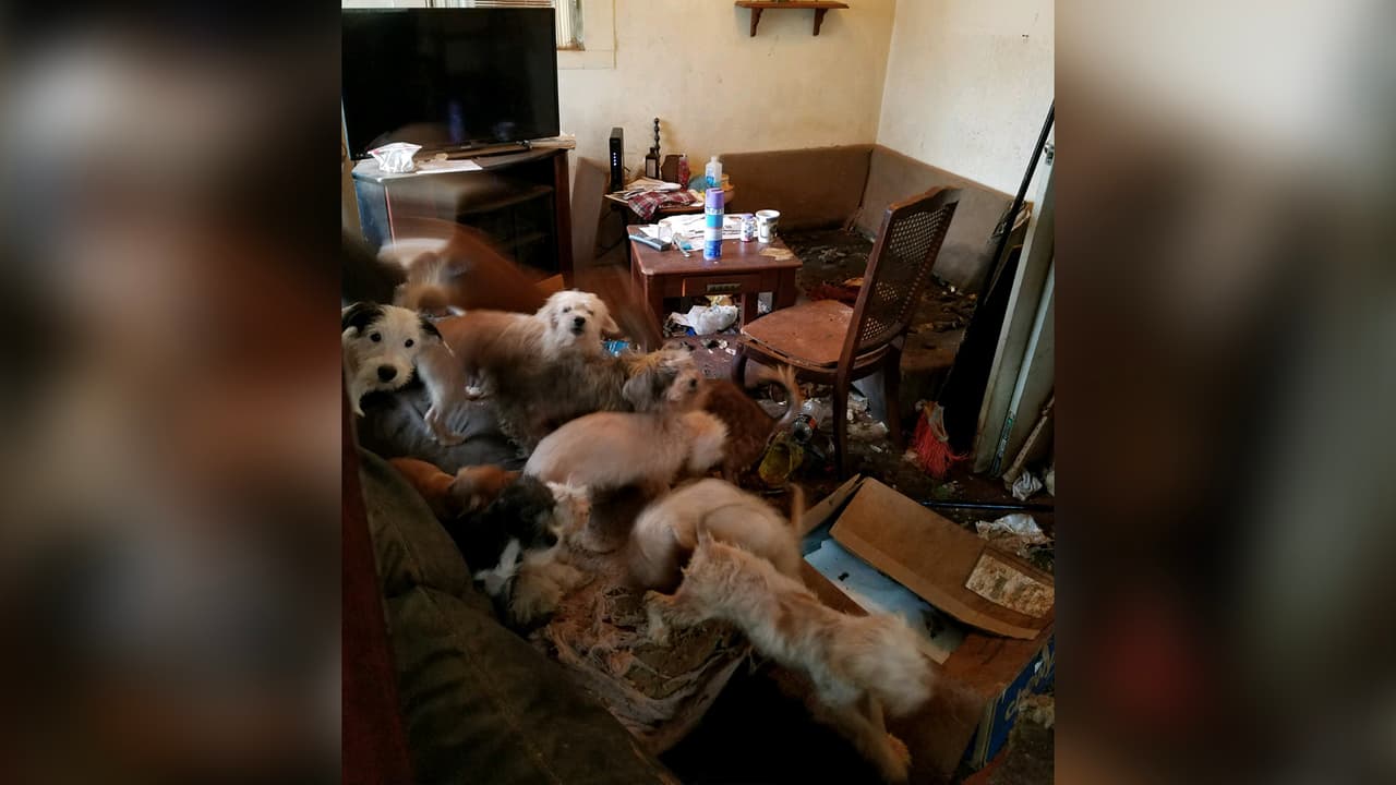 Las mascotas estaban viviendo en total abandono dentro de la casa.