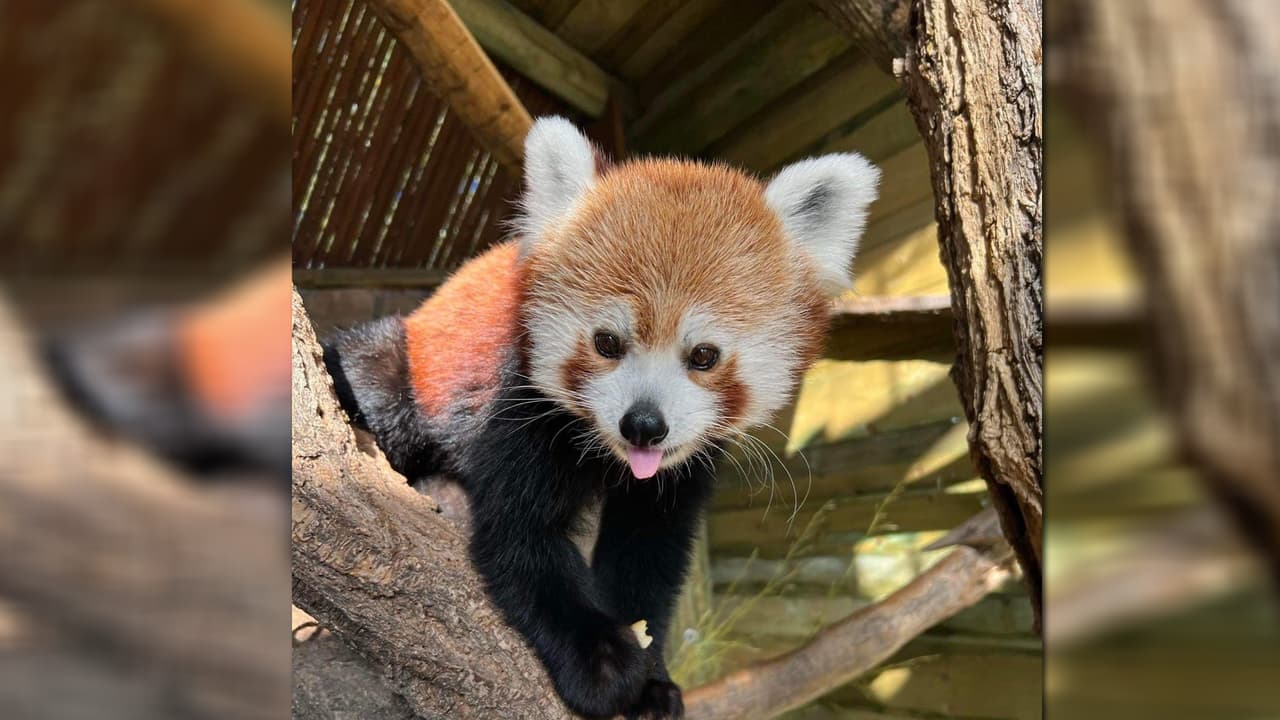 El Zoológico de Hogle es una de las principales atracciones turísticas en Salt Lake City, es el zoo más grande del estado, y sus decenas de animales conviven en diversos ecosistemas. Para información sobre las entradas, horarios y actividades, puedes entrar en:
<a href="https://www.hoglezoo.org/" target="_blank">https://www.hoglezoo.org/ </a>
