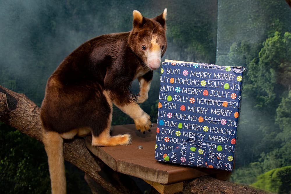 Durante las vacaciones, los empleados hacen un esfuerzo adicional para que el ambiente sea un más festivo dentro del zoológico.