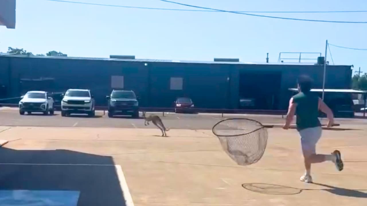 <h3 class="cms-H3-H3">Waco Wildlife Rescue ya había tenido otra fuga de canguros</h3> El episodio también dejó una pregunta menos graciosa:
<b>cómo escapó el animal.</b>
<br>Esta
<b>no sería la primera fuga de canguros</b> relacionada con Waco Wildlife Rescue.
<br>En septiembre de 2025,
<b>dos canguros escaparon del mismo lugar </b>después de que, según reportes de Beaumont Enterprise, un empleado dejara varias puertas abiertas.
<br>Hasta el martes, Waco Wildlife Rescue
<b> no había emitido una declaración pública sobre la fuga más reciente.</b>