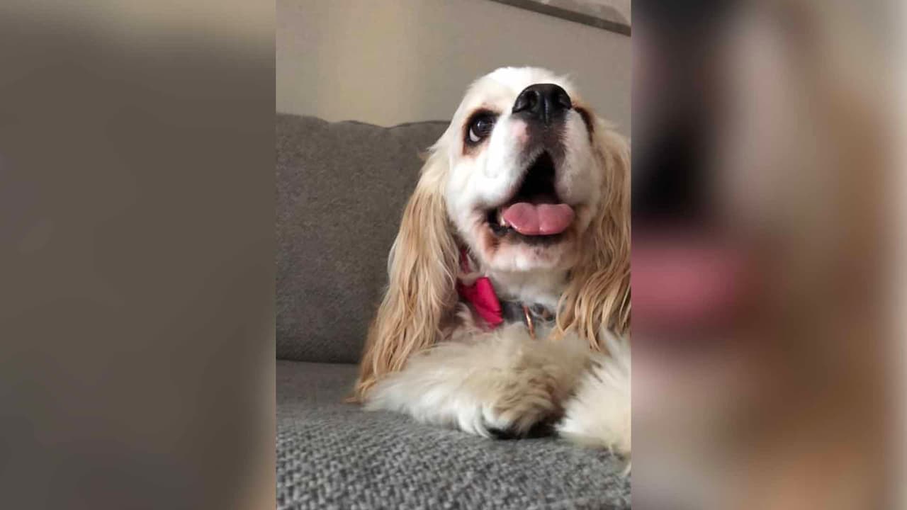 Oliver Martínez mostró a su mascota en el Facebook de Univision 45.