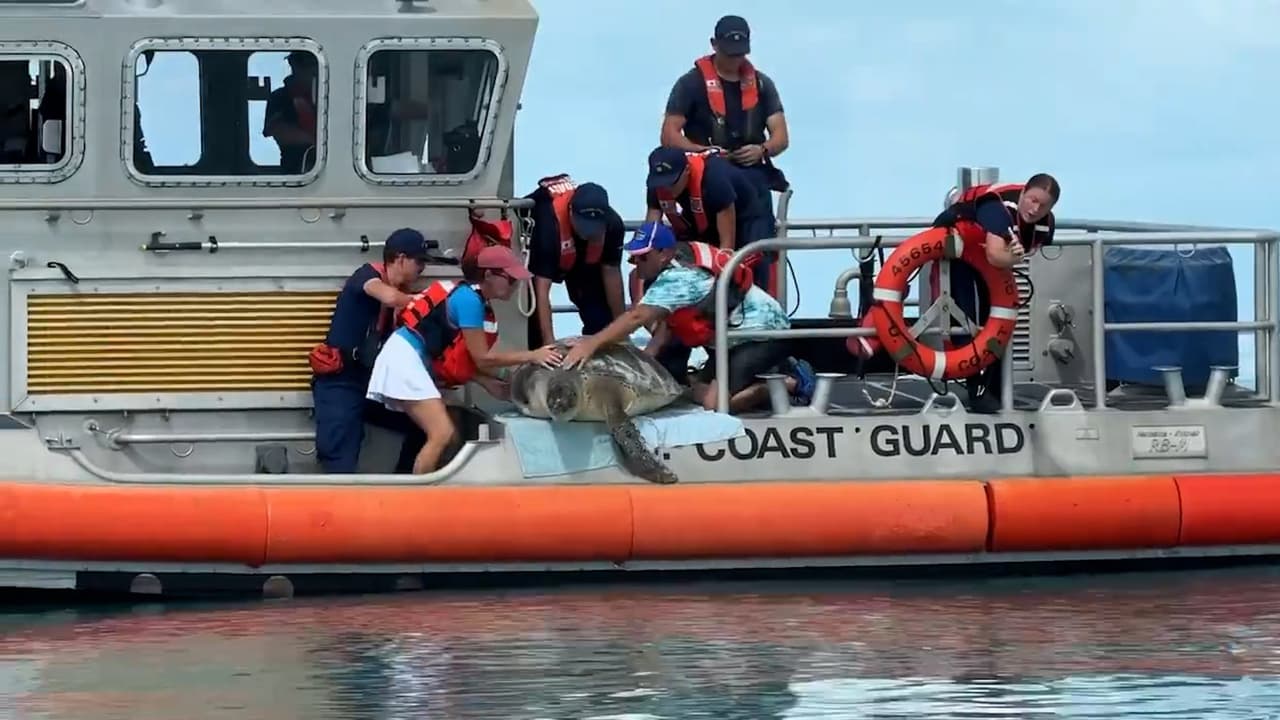 Tortuga 'Cooter B' regresa a su hábitat en Florida con un reto mayor al de otras