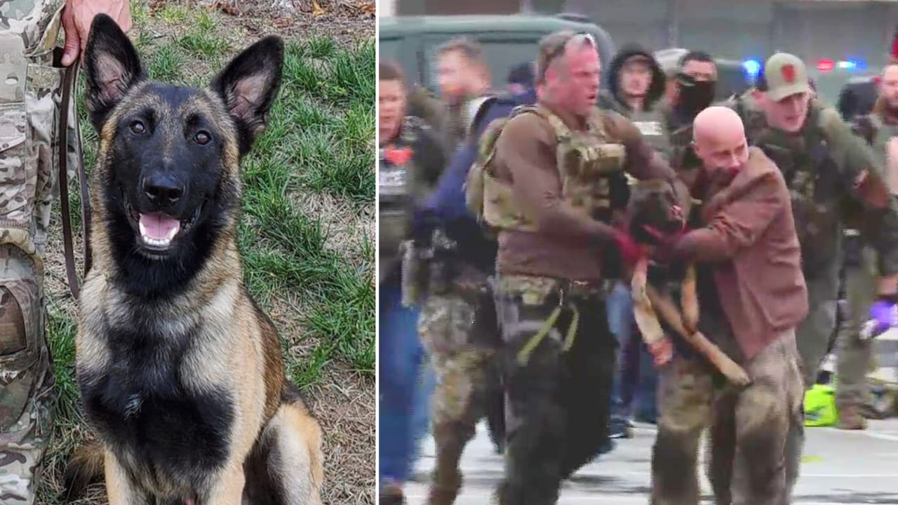 Dan de alta a perro policía que ayudó a atrapar al presunto asesino de un oficial