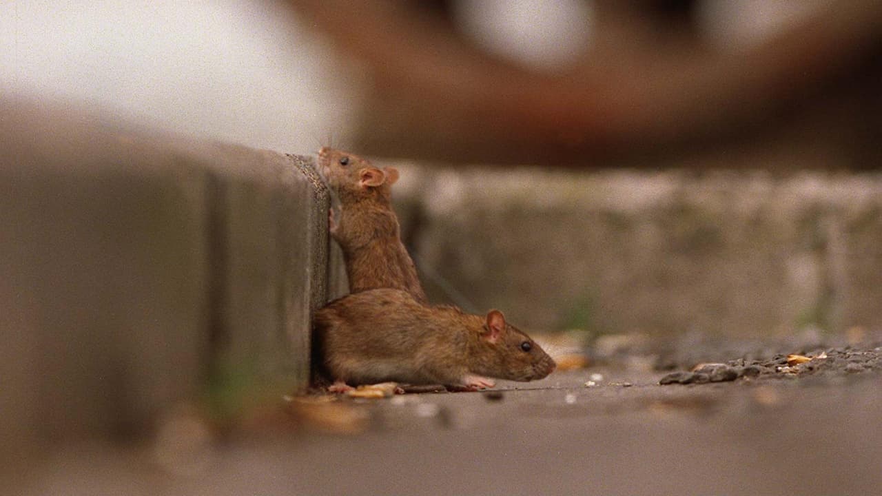 Al doble los avistamientos de ratas en la ciudad según reportan inspectores