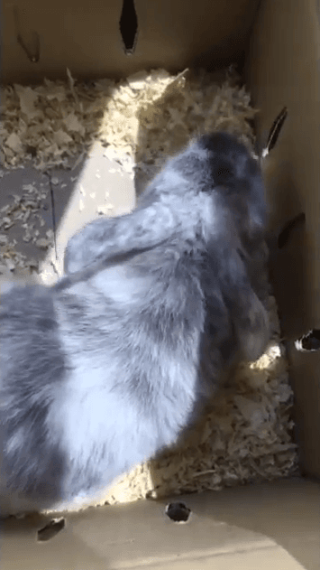 Él es Bruce , el nuevo miembro de la familia