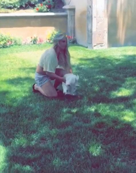 La cuidadora de los canes, que los mantuvo bajo su resguardo durante dos semanas, se los regresó a la cantante.
<br>